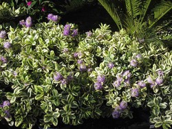 Hebe Veronica Variegada Hebe Franciscana Variegata Plantamus Nursery