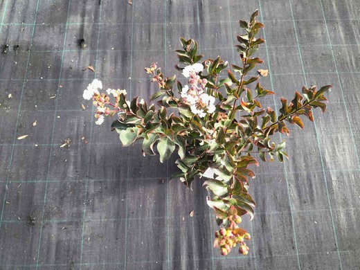 Rbol De J Piter Blanco Lagerstroemia Indica Nivea Plantamus