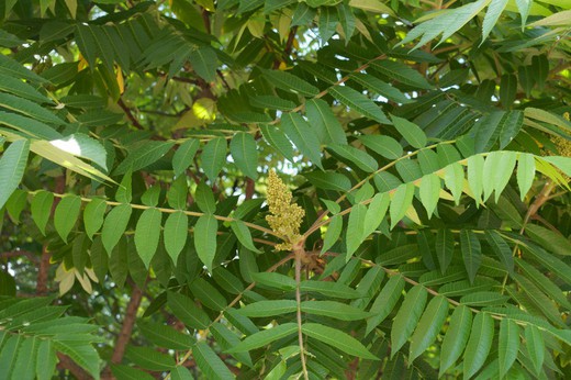 Rhus typhina acheter Sumac de Virginie Plantamus Pépinière en ligne