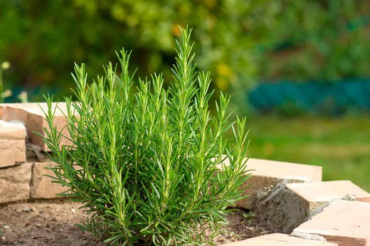 Alecrim Rosmarinus Officinalis Plantamus Nursery Online