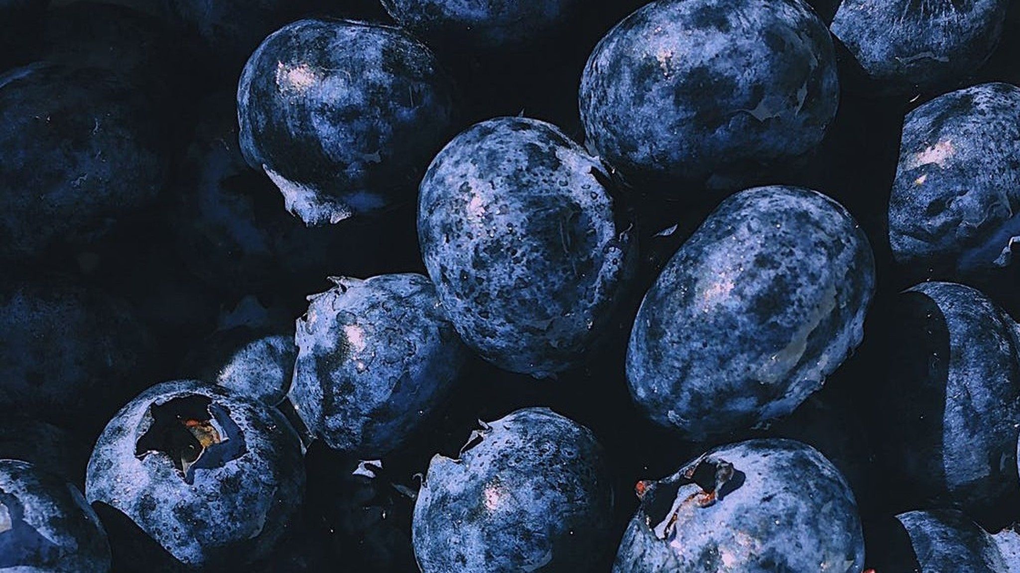 Frutos rojos del Bosque. Groselleros, arándanos, frambuesos, moras, gojis, aronias, guillomos, fresas...