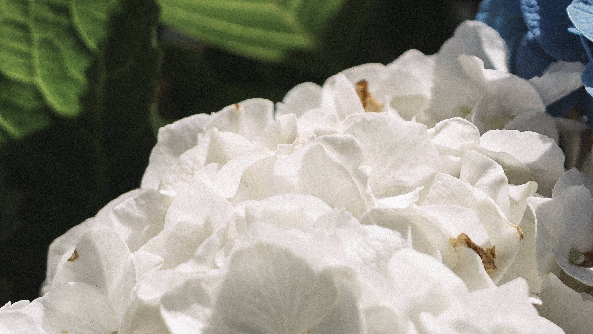 Las mejores variedades de hortensias producidas en Galicia