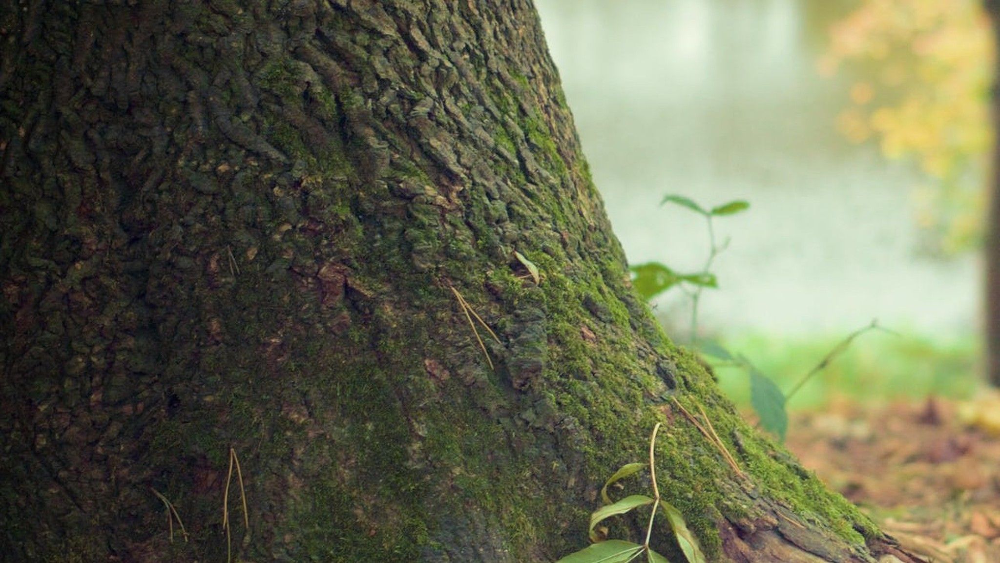 Plantes de séquoia. Un grand arbre!