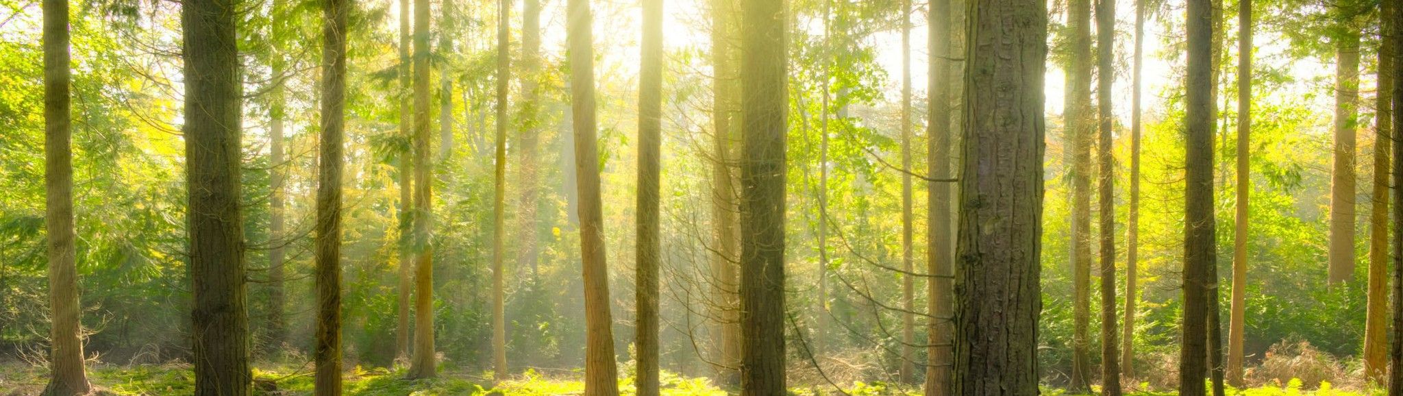 Créez votre forêt avec Plantamus