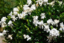 Gardenia, Jazmín del Cabo, Gardenia jasminoides — Plantamus Vivero online
