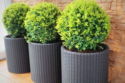 Arbustes pour pots ou endroits avec peu d'espace