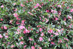 Camellia sasanqua, outono Camellia