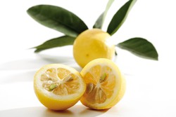 Limequat, Citrus aurantifolia x fortunella margarita
