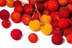 ▷ Frutos del Bosque, venta de Plantas de Frutos rojos silvestres —  Plantamus Vivero online