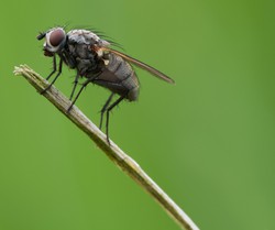 https://media.plantamus.com/c/category/moscas-hormigas-y-otros-insectos-250x250.jpg
