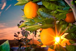 Naranjos, Citrus sinensis