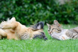 Repelente Ecológico para Perros y Gatos de Exterior