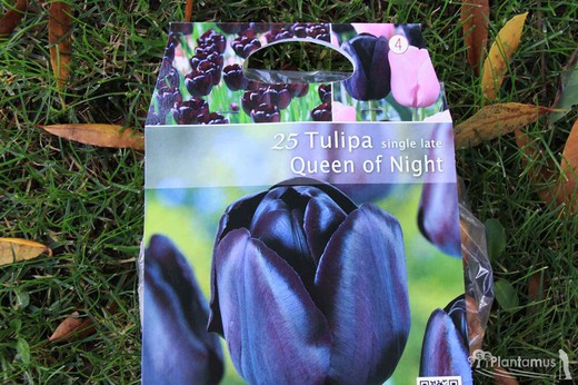 25 bulbes de tulipes noires