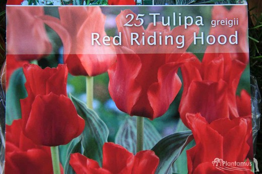 25 bulbes de tulipes rouges du chaperon rouge