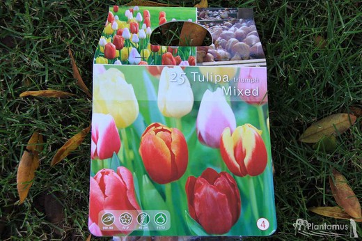 25 bulbes Triumph Tulip, couleurs assorties