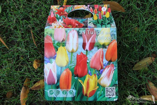 25 bulbos de TulipÃƒÂ¡n variados tipo Greigii