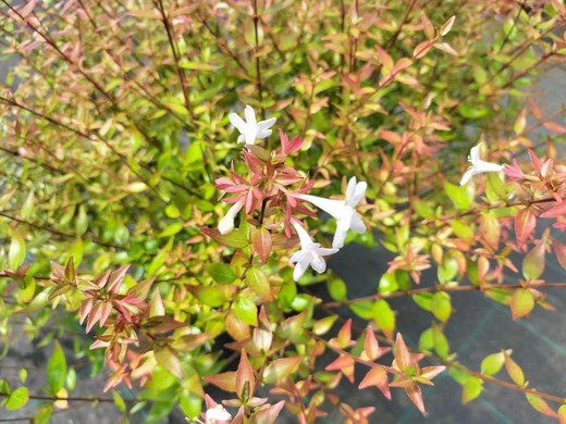 Abelia grandiflora Prostrata