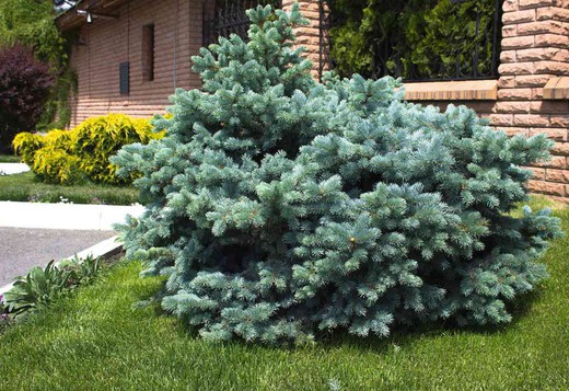 Abeto vermelho anão, Picea pungens 'Glauca globosa'