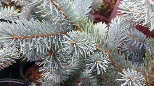 Abeto azulado, Picea pungens 'Hoopsii'