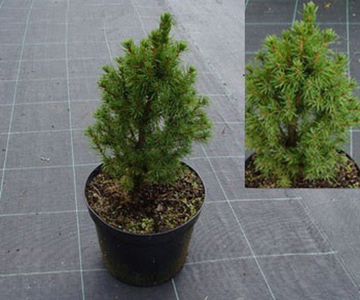 Abeto branco, Picea glauca "Conica"