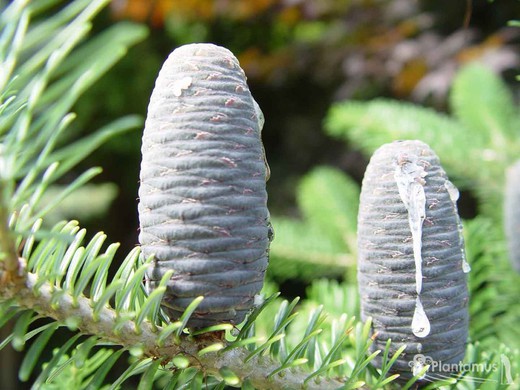 Abeto de Corea, Abies Koreana altura 180/200 cm