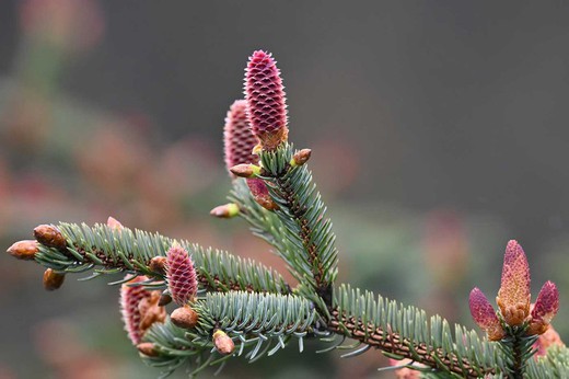 Sitka fir, Picea sitchensis.