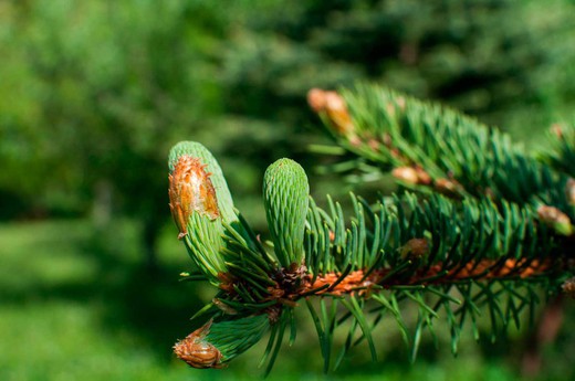 Abeto del colorado, Abies concolor