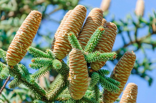 Sapin d'Espagne, Abies pinsapo