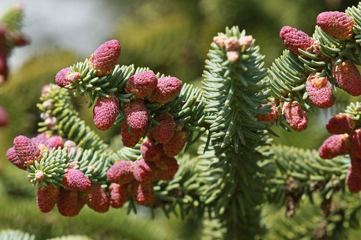 Abies pinsapo "Glauca". Abeto Pinsapo Azul