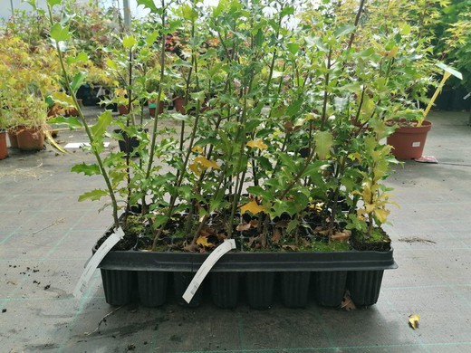 Árboles para jardines pequeños o para plantar cerca de casa. — Plantamus  Vivero online