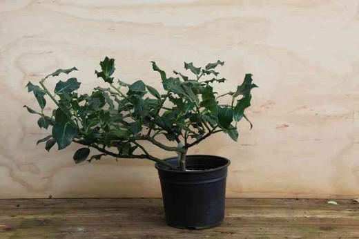 Azevinho, plantas acivro em vaso de 3L