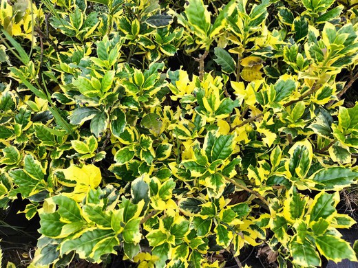 Acebo variegata, acivro variegata