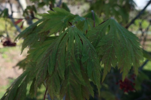 Acer japonicum "Aconitifolium" Aconitifolium Maple