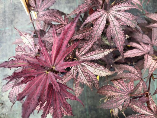 Acer palmatum Amagi shigure