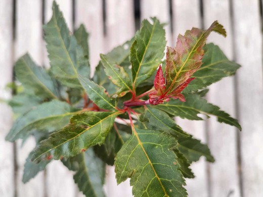 Acer palmatum Beni Hagoromo