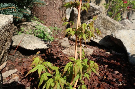 Acer palmatum "Bi Hoo", arce japonés