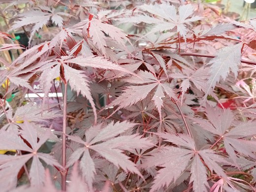 Acer palmatum "Black lace"