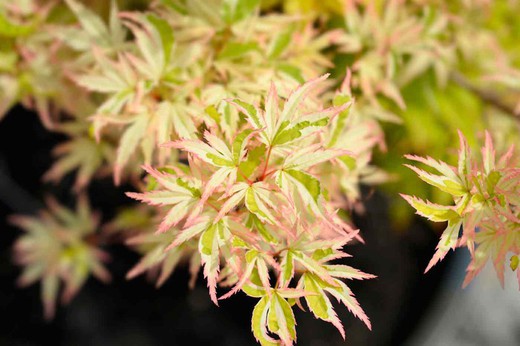 Acer palmatum "Butterfly", Acer butterfly