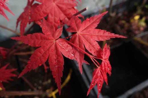 Acer palmatum "Shin deshojo", Arce japonés Shin-deshojo