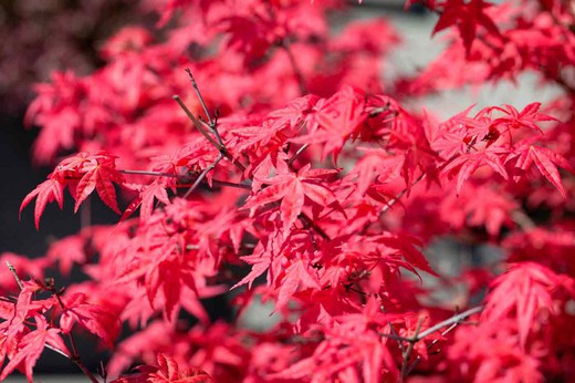 Acer palmatum "Fireglow". Arce japonés Fireglow