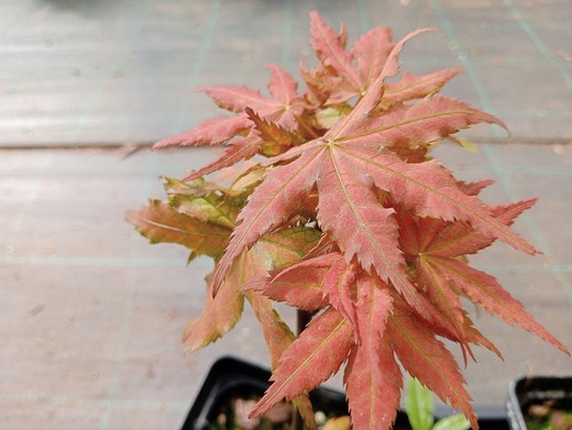 Acer palmatum Kasagi yama