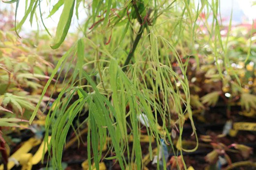 Acer palmatum "Koto no ito", Arce japonés Koto no ito