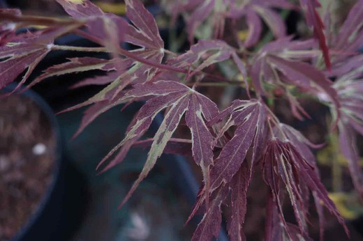 Acer palmatum "Manyo no sato", Maple Manyo no sato