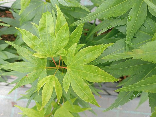 Acer palmatum "Mikawa Yatsubusa"