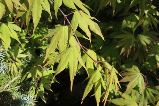 Acer palmatum "Osakazuki", érable Osakazuki