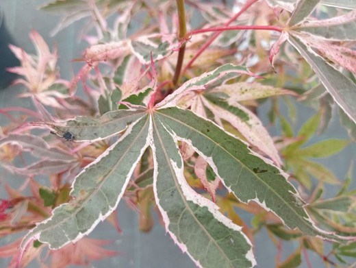 Acer palmatum "Pink passion" ou "Shirazz"