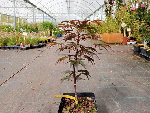 Acer palmatum Red spider