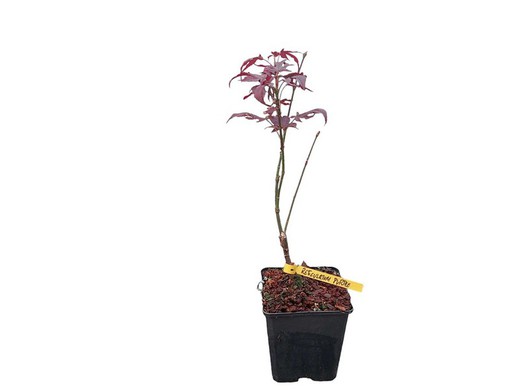 Acer palmatum Reticulatum purple