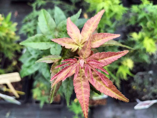 Acer palmatum "Seigen"