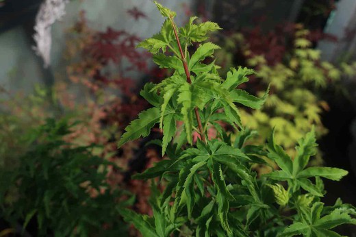 Acer palmatum "Shishigashira", érable shishigashira